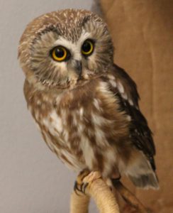 Environmental Learning Center owl